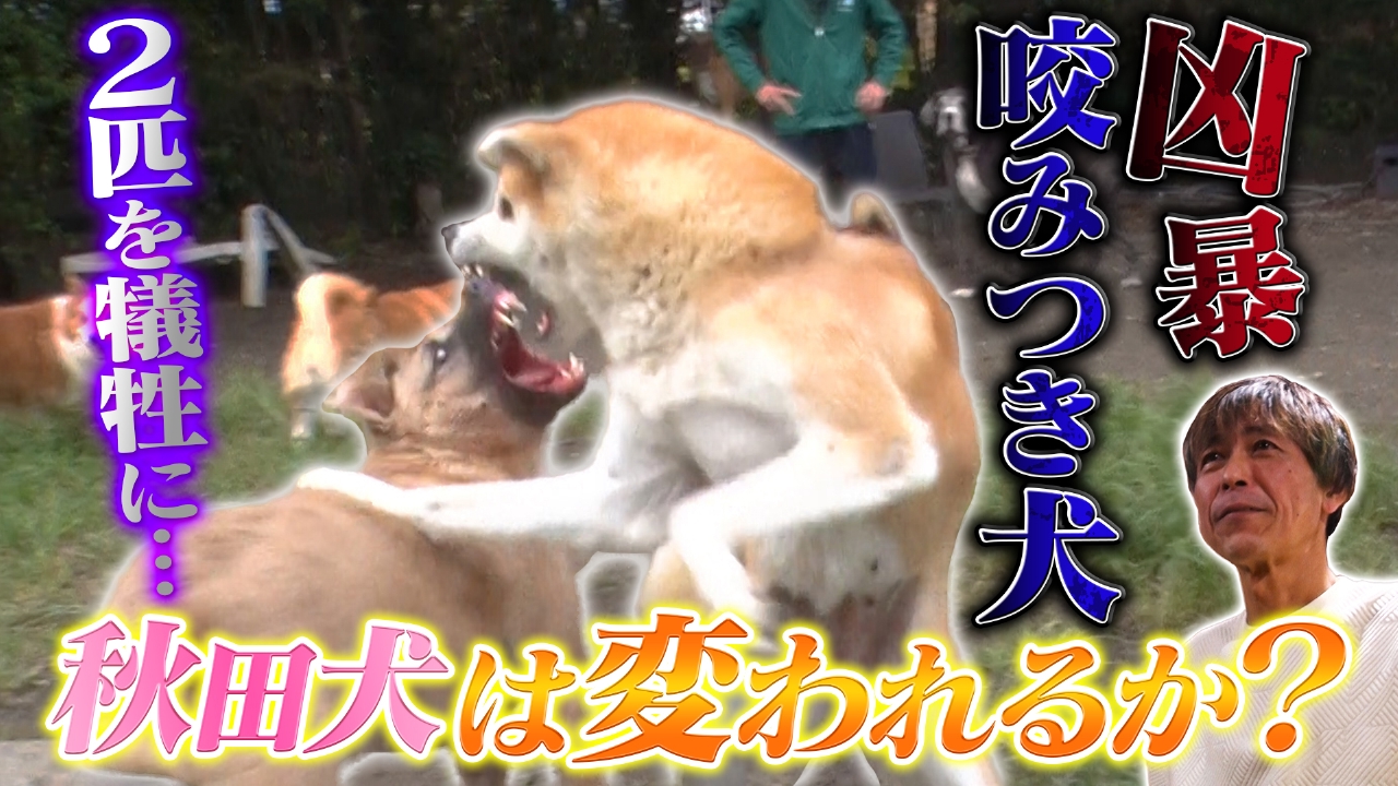 「もう飼えない・・・」かみつき犬専門の保護施設に密着