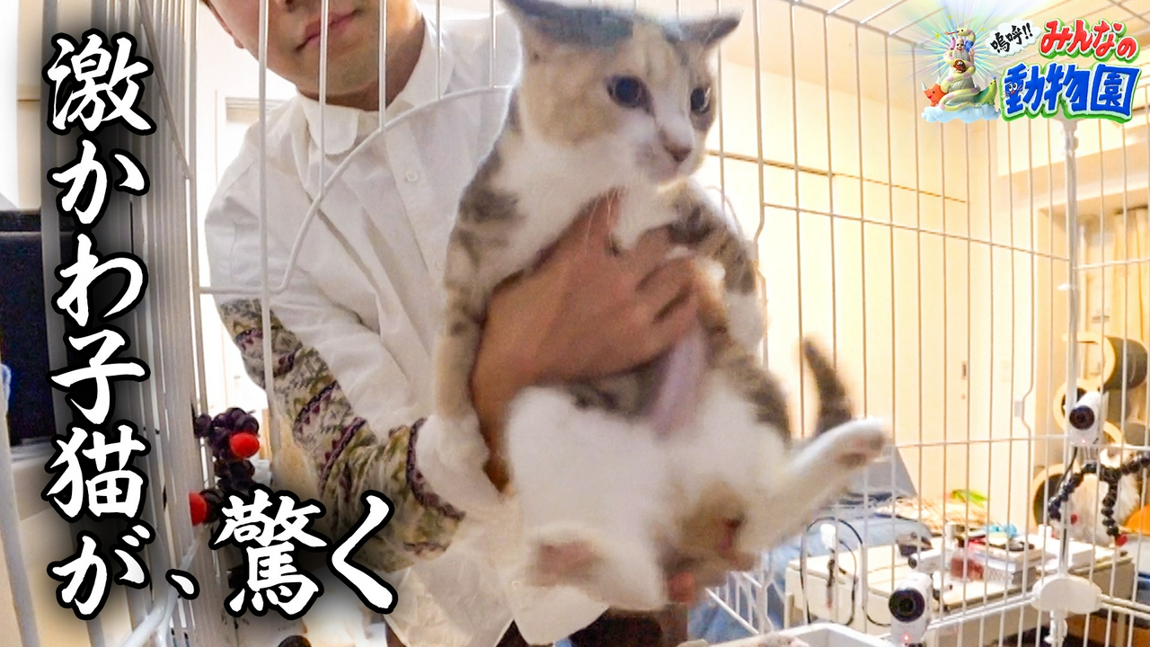 みりちゃむ保護猫2匹&激かわ子猫ワカメにM-1たくろう