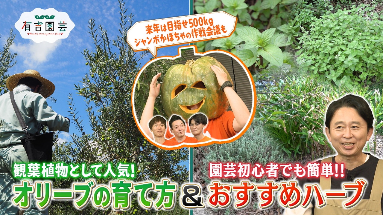 ジャンボかぼちゃの反省会＆マシンガンズ園芸のお勉強