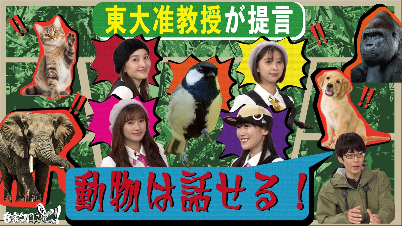 ももクロちゃんと！～鳥の言葉を話すアイドル!?～
