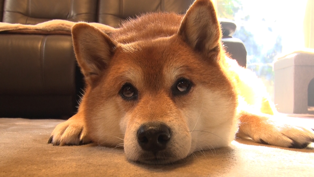 いぬじかん▽説教を完全スルーする反省しない犬！ポメ好き必見のカードゲームを紹介