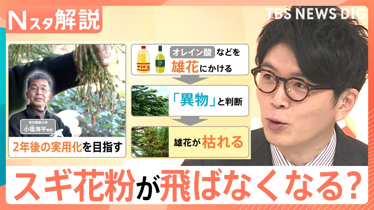「雄花だけを枯らす」最新研究 スギ花粉が飛ばなくなる未来も…？【Nスタ】