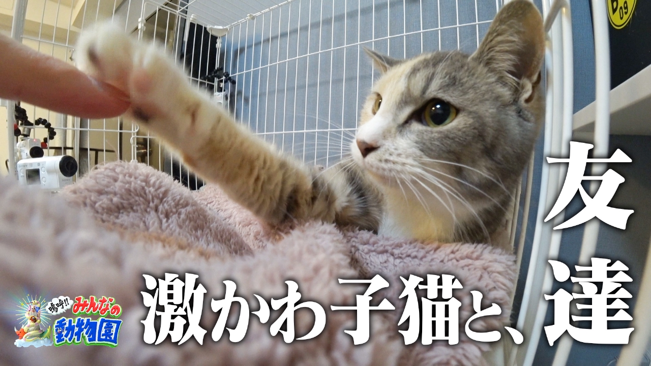 ティモンディ前田×激かわ子猫ケージOPENでハプニング!