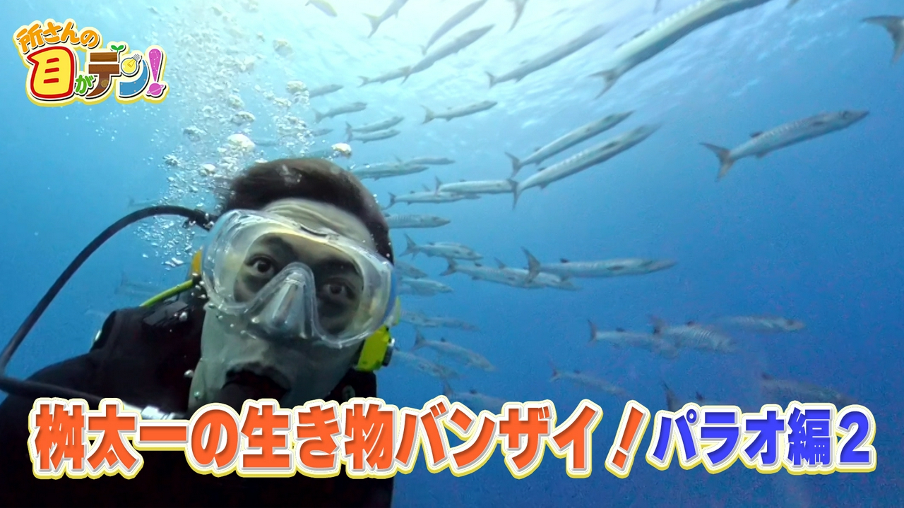 桝太一が世界遺産パラオの海をダイビング!壮大な絶景に感動!