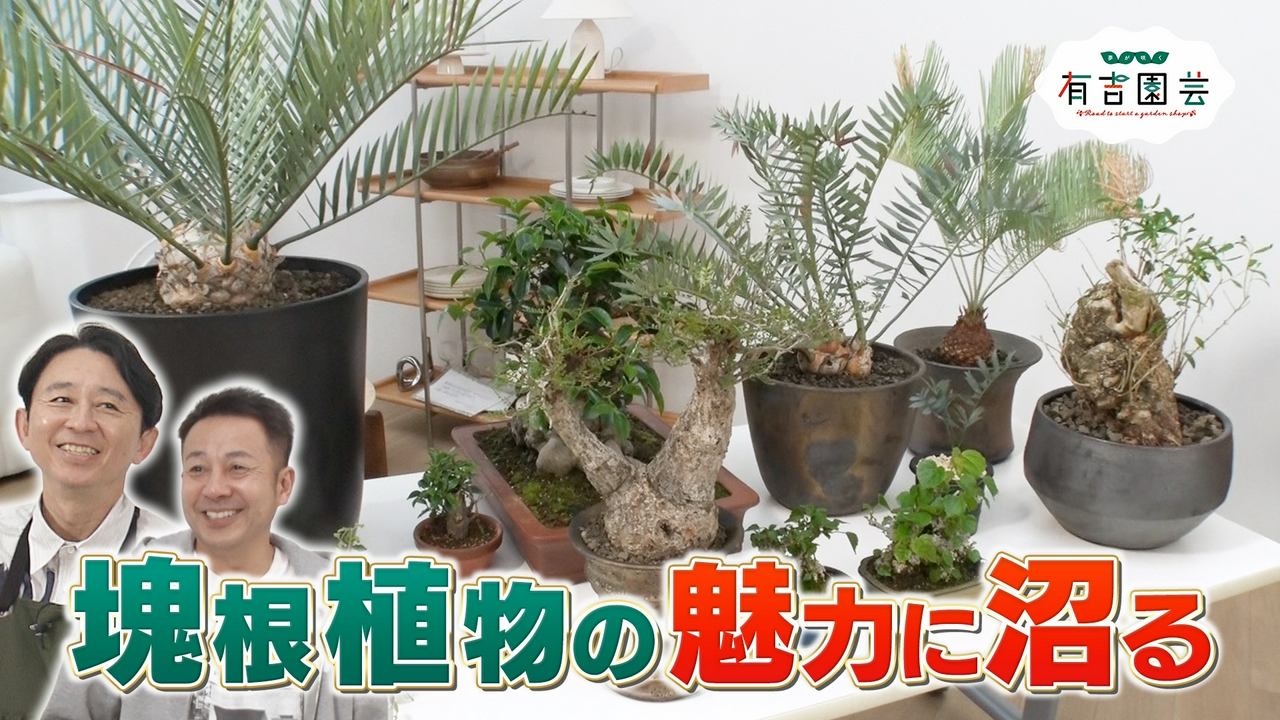 塊根植物の魅力に沼る