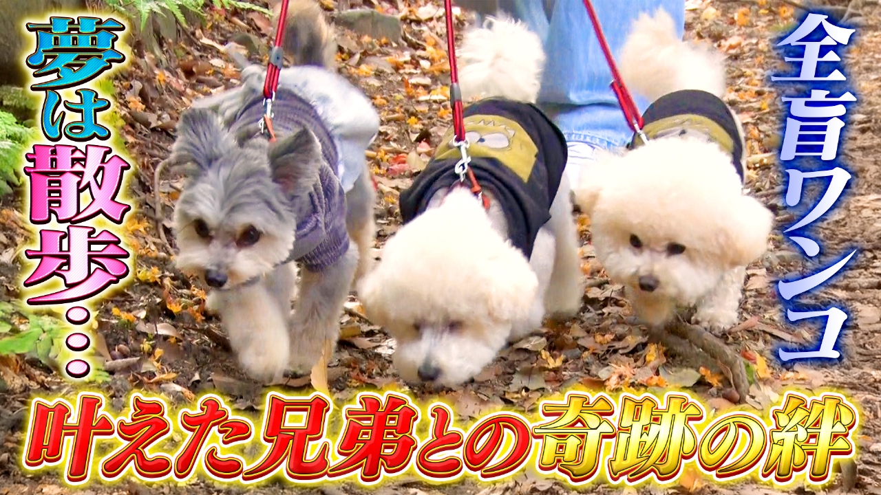 日本各地の激カワ犬猫集結！スターどうぶつ大賞