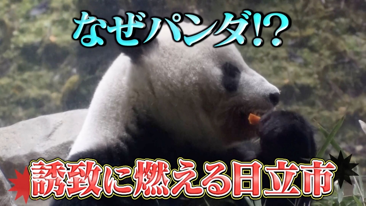 熱烈！茨城県日立市がパンダ誘致？