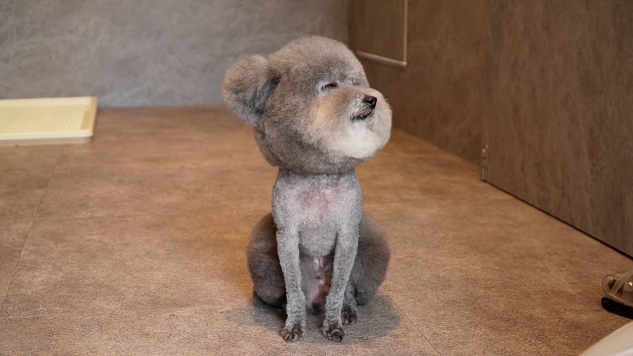 宇宙人のような姿のトイプードルが登場！犬と仲良しな意外な動物が登場