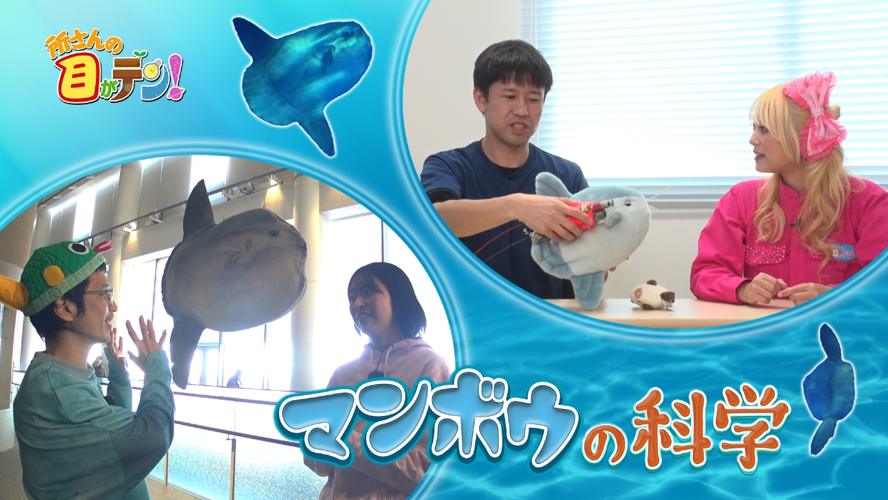 マンボウ最弱伝説はウソだった?謎多き生態を徹底調査!