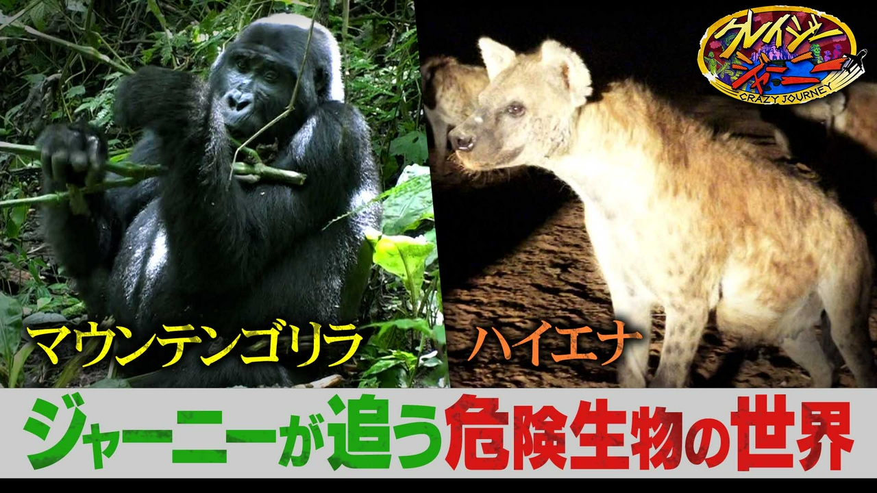 これまでジャーニーたちが追ってきた超危険生物SP！大快挙！島田＆丸山の昆虫コンビが国立科学博物館の特別展示を特別解説！