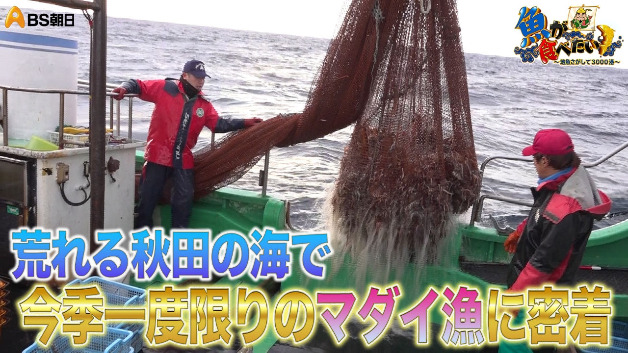 秋田で脂乗り抜群のマダイ漁へ！さらにハタハタも!?