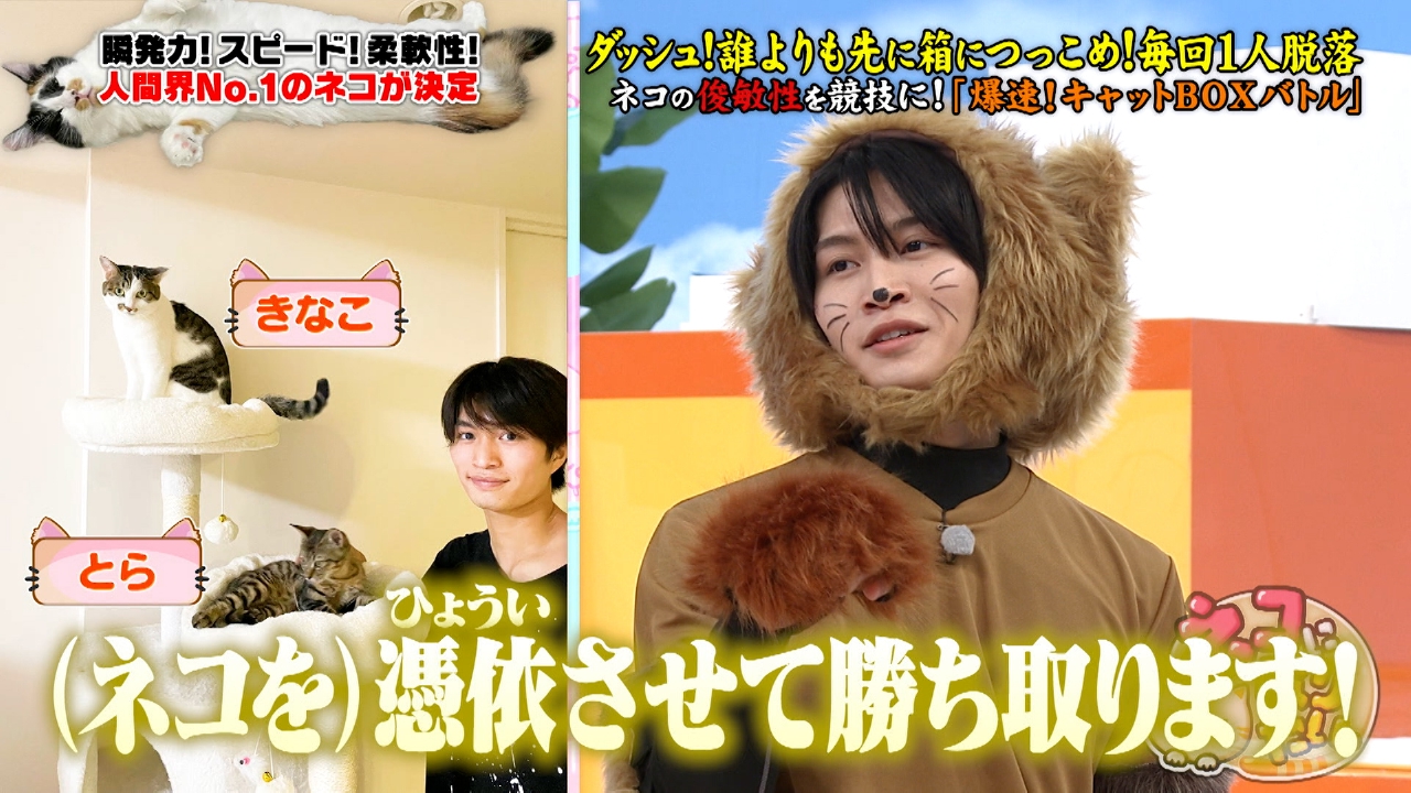 ドアすり抜け！驚異の瞬発力！ネコの身体能力特化スポーツNo,1決定戦！