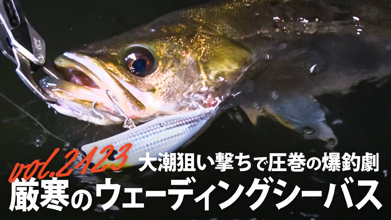 大潮狙い撃ちで圧巻の爆釣劇 厳寒のウェーディングシーバス