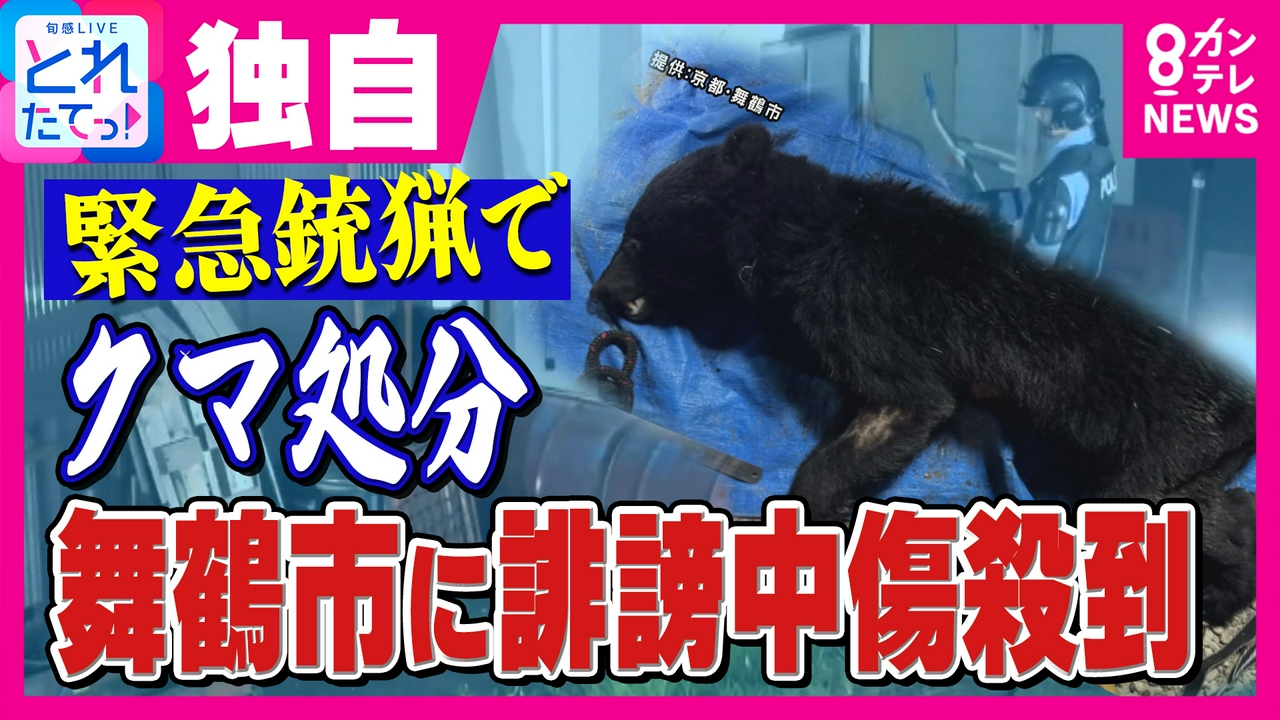 【独自音声】「頭悪い」「死んで」京都初の“緊急銃猟”でクマ処分の舞鶴市に“誹謗中傷”電話相次ぐ　舞鶴市長「本当に怒っています」SNSで「厳格な対応」表明