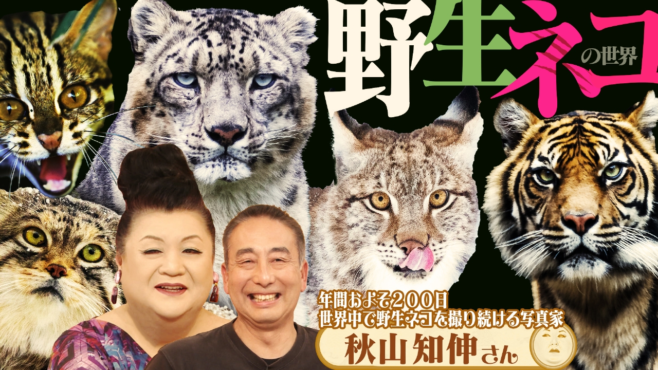 前半「野生ネコの世界」