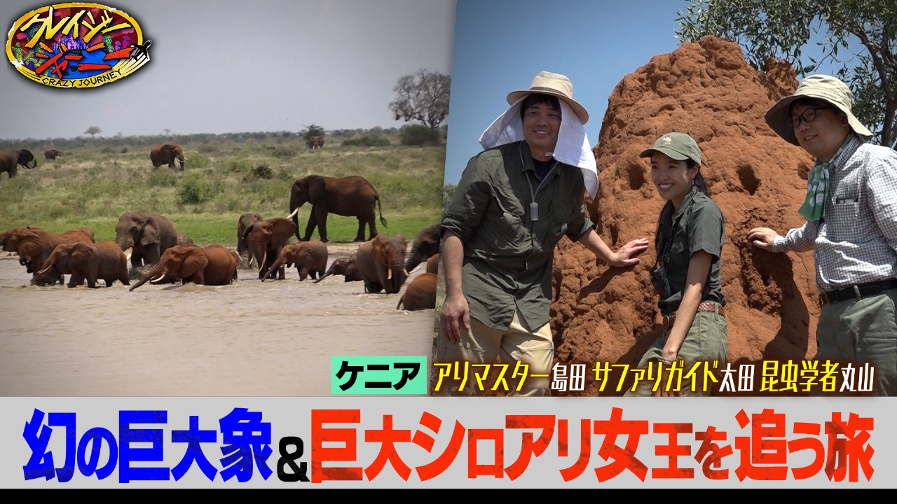 世界に20頭！巨大な牙を持つ幻のゾウ大捜索★まるで怪物…シロアリの女王発見！ケニア旅完結編