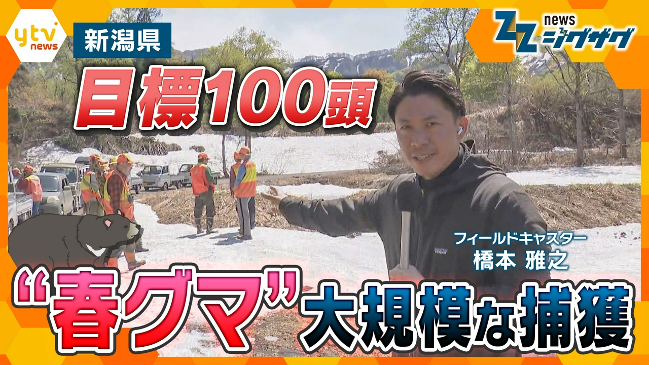 【“春グマ”各地に出没】新潟・十日町市で“大規模捕獲”目標は「１００頭」