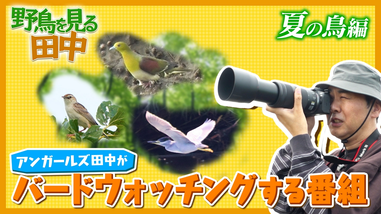 【アンガールズ田中卓志】がバードウォッチングする番組～夏編～