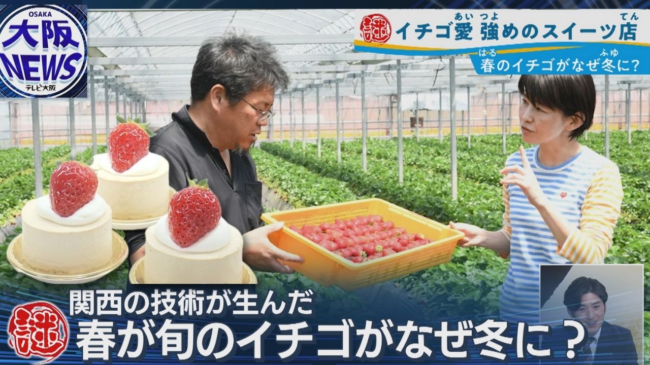 品種改良じゃない⁉︎【冬でも美味しいイチゴのワケ】奈良県が変えた休眠を操る技術とは？