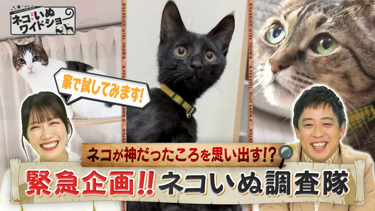 ネコいぬ調査隊 ネコにエジプトの音楽を聴かせると…？/現役キックボクシング王者・保護犬格闘家の信念