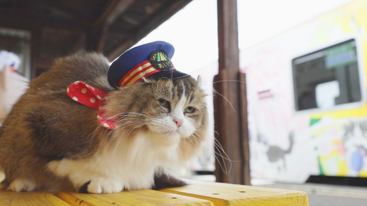 Vol.89　お祝いのヘッドマークだにゃ！