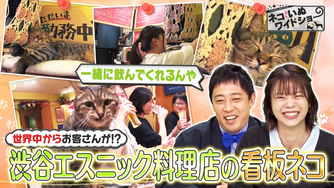 世界大会優勝の災害救助犬/エスニック料理店の看板ネコ