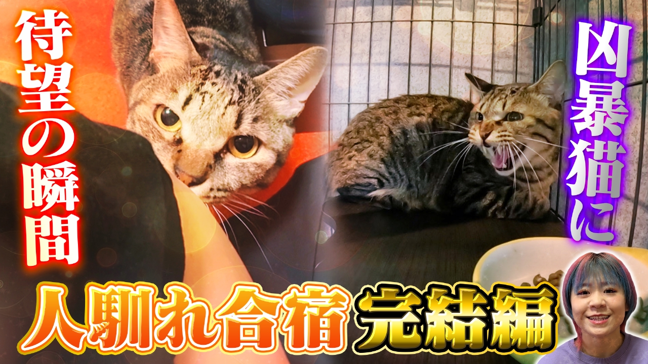 凶暴ニャンコの人馴れ合宿完結編 待望の瞬間に涙