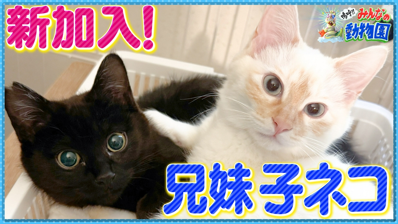 サンシャイン池崎新シリーズ＆子猫新企画スタート！