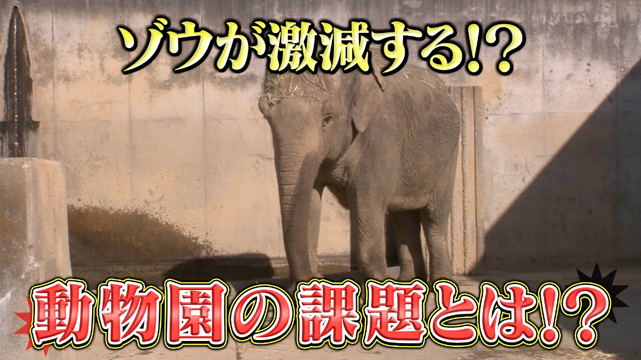 動物園でゾウが見られなくなる？