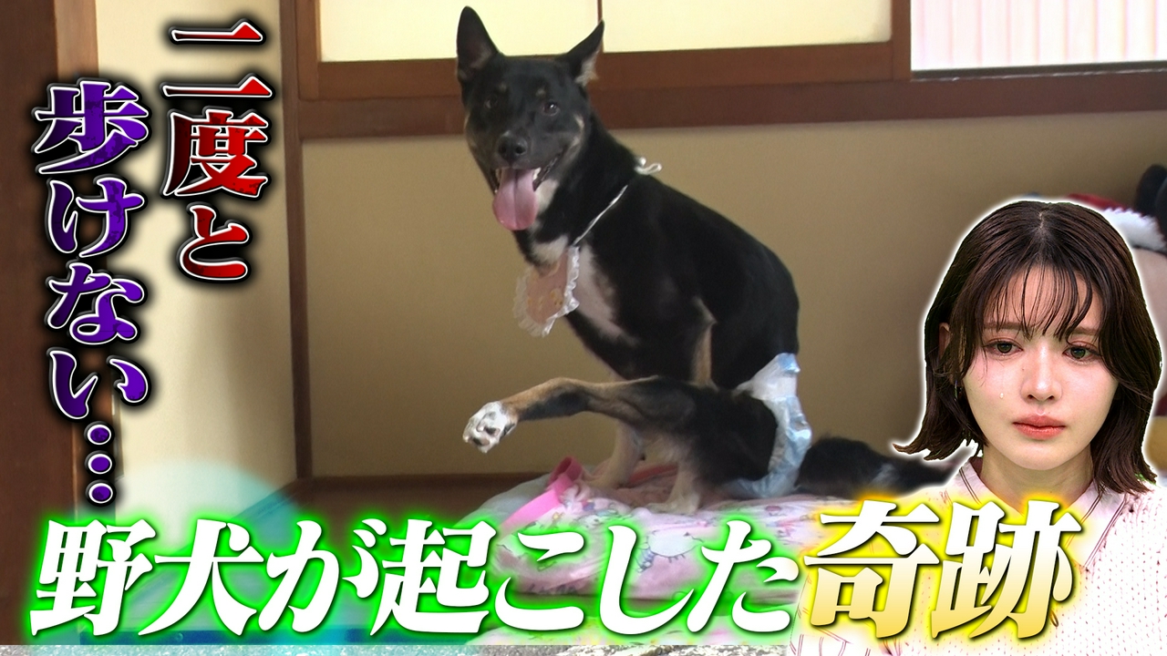 歩けなくなったワンコを救え！車椅子職人の奇跡