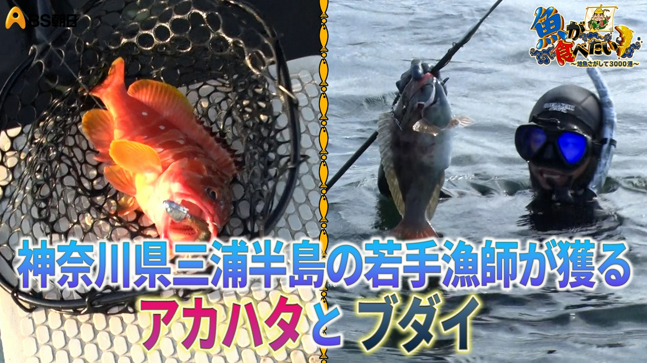 三浦半島の城ヶ島…イセエビ、アカハタ、ブダイを狙う！