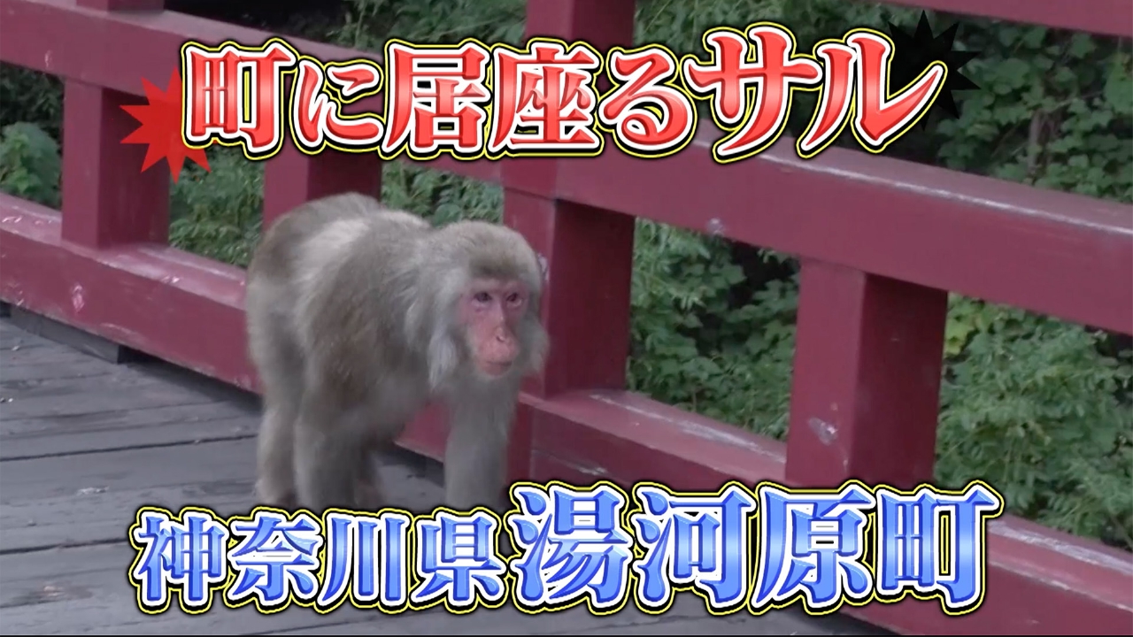 新展開？人気温泉地のサル騒動！