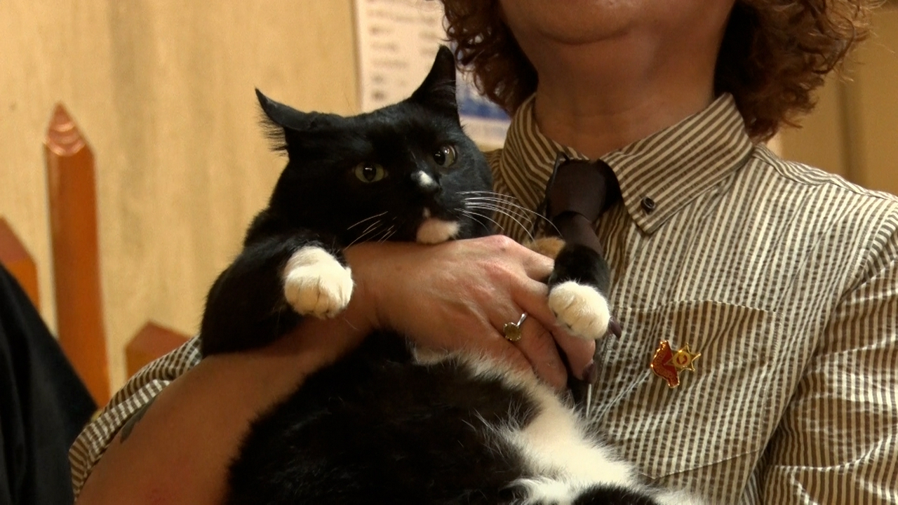 U字工事が山梨でねこ巡り！宿で暮らす猫特集！看板猫ランキング１位の猫