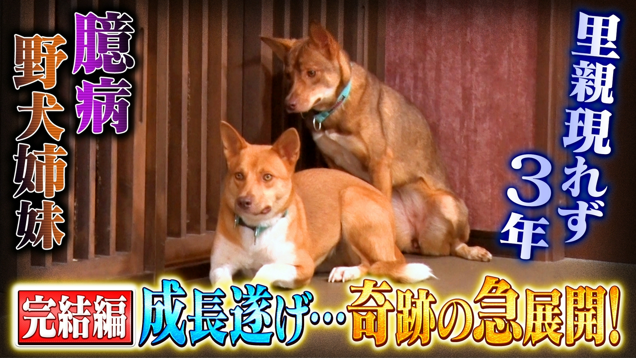 元野犬チョコ＆メープルに3年越しの里親候補