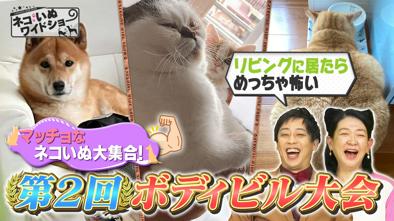 ネコいぬボディービル大会！/1億5000万再生 世界で大反響！2本脚の保護ネコ