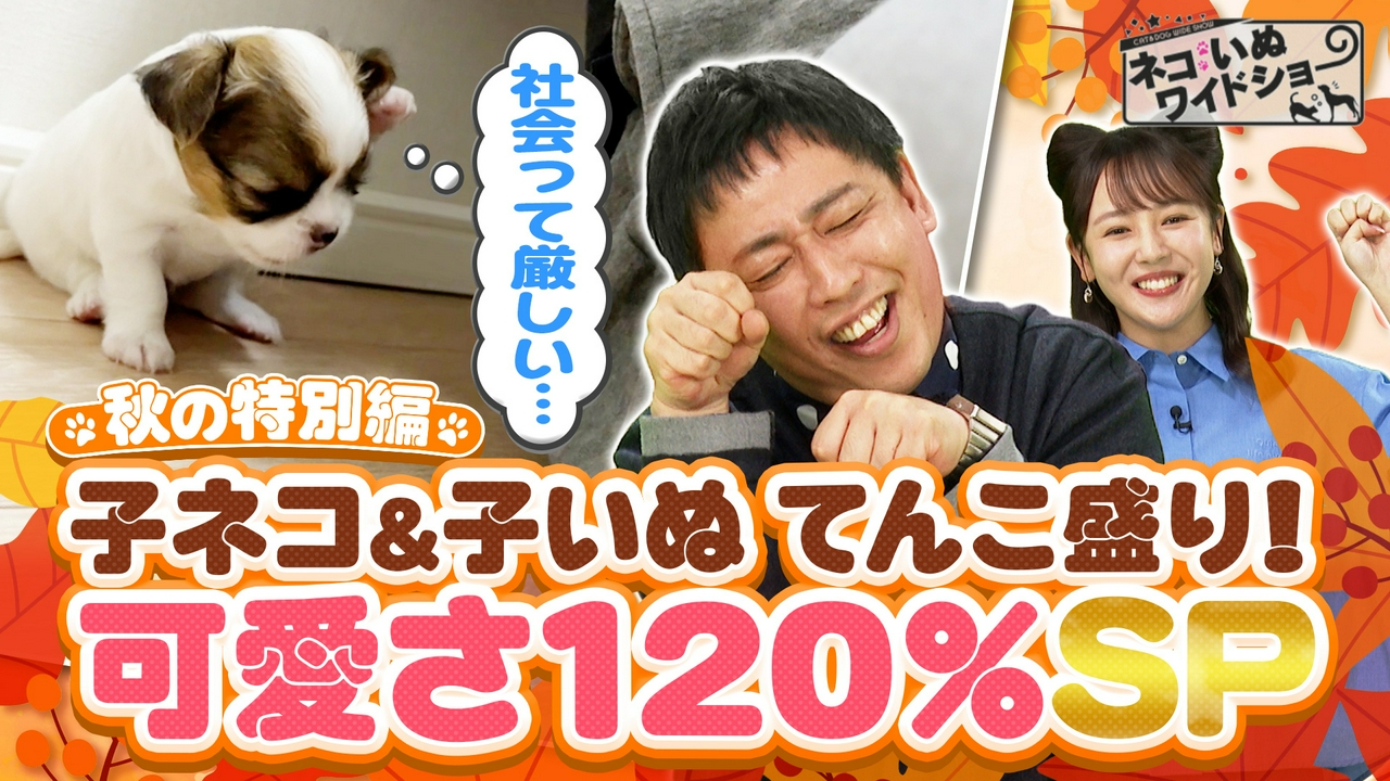 子ネコ＆子いぬてんこ盛り 120％癒やしスペシャル！