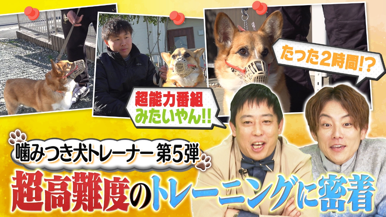 古民家カフェの看板ネコ/ドッグトレーナーの挑戦：うなるコーギーを更生せよ！