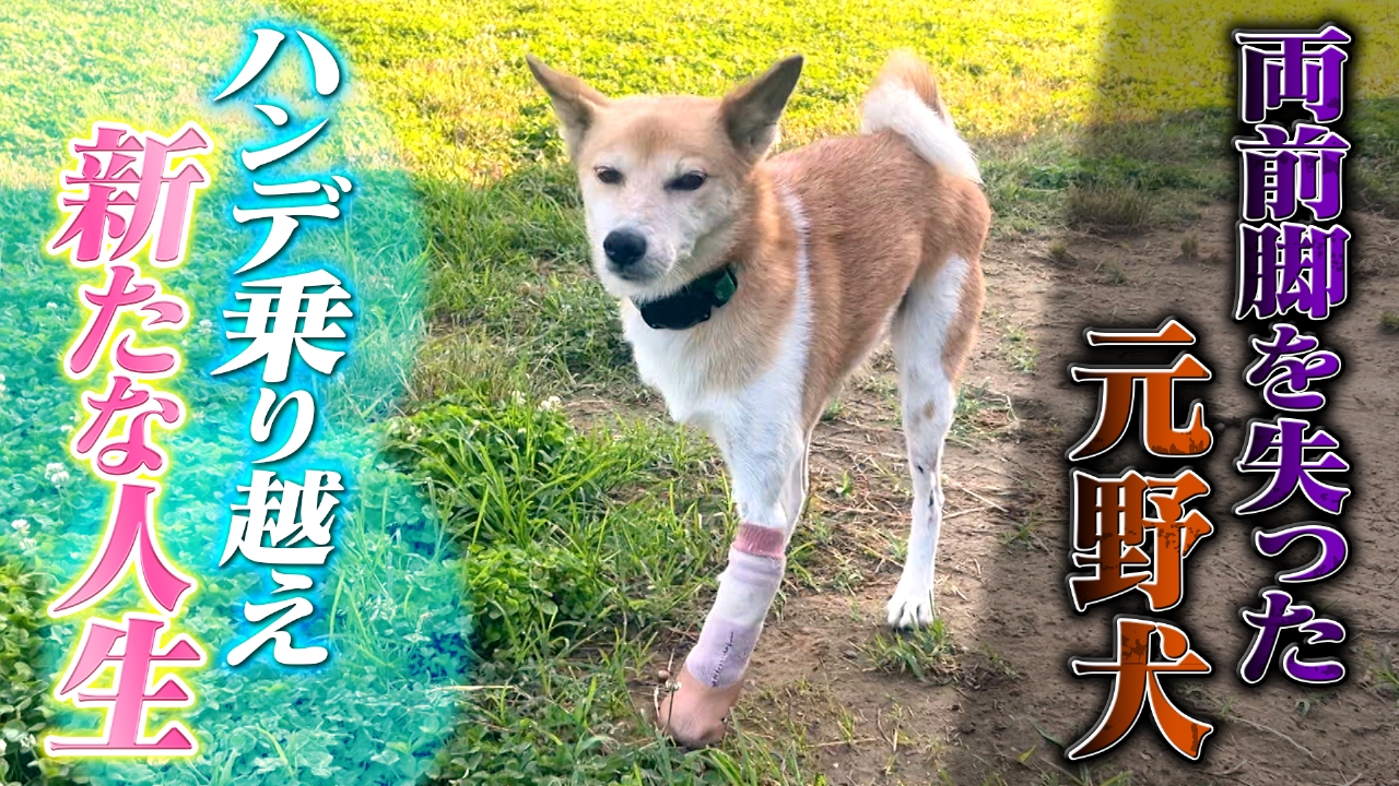 幸せつかめ！ハンデに立ち向かうワンコ＆ニャンコ