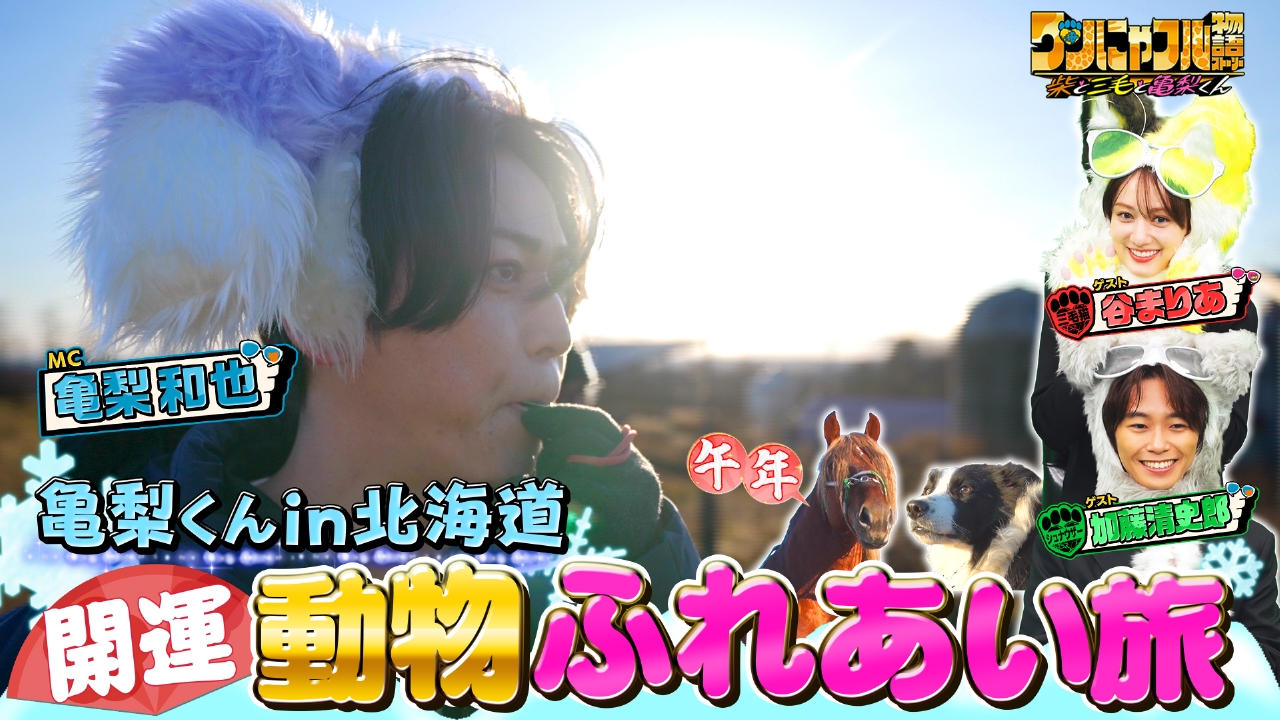 MC：亀梨和也！モフモフ猫祭り！シャーシャー保護猫＆63匹衝撃猫ハウス