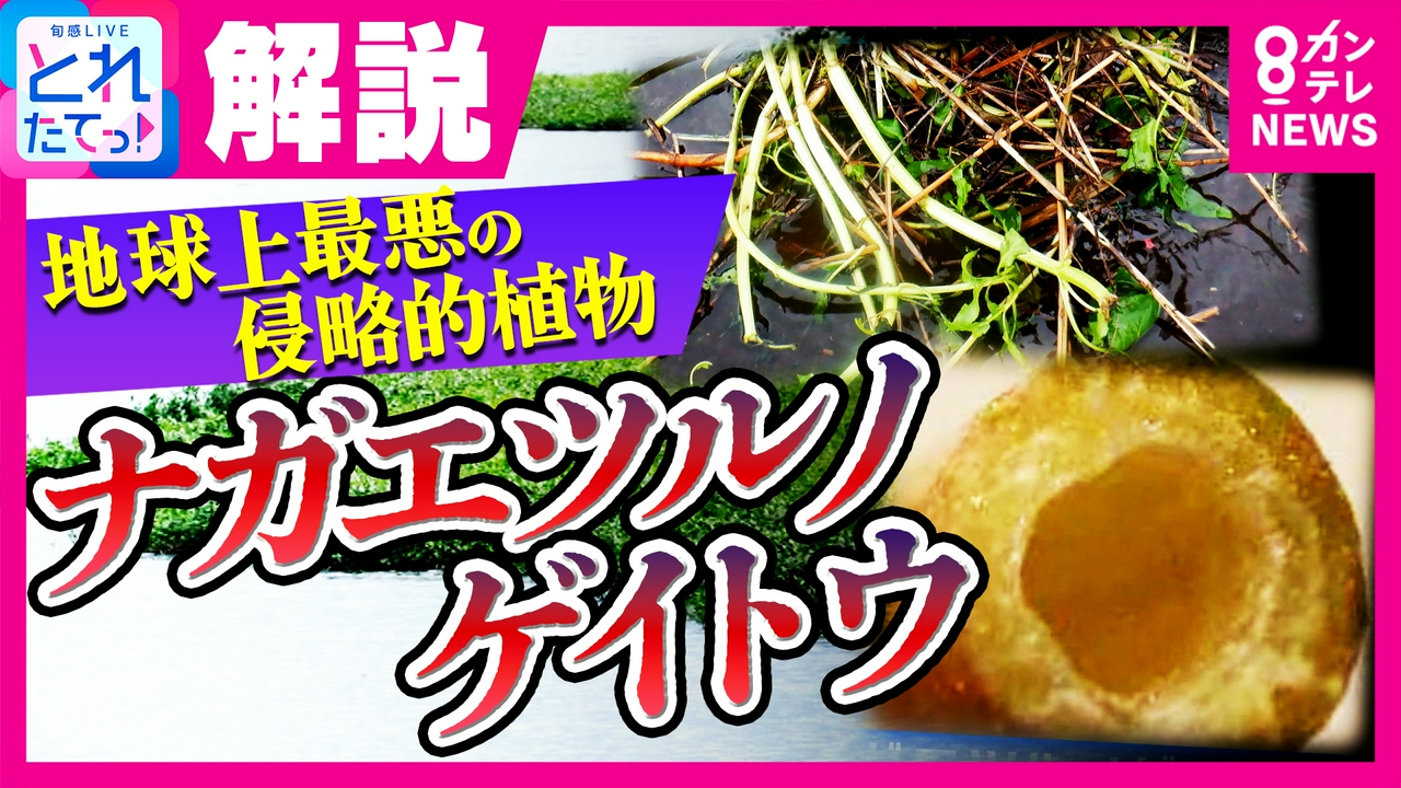 【異常事態】「とどめを刺される思い」千葉･印旛沼の堤防決壊で“地球上最悪の侵略植物”ナガエツルノゲイトウが水田に侵食 東京都内でも増殖中