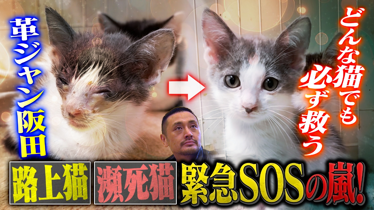 どんな猫でも救う革ジャン阪田！緊急SOSの嵐