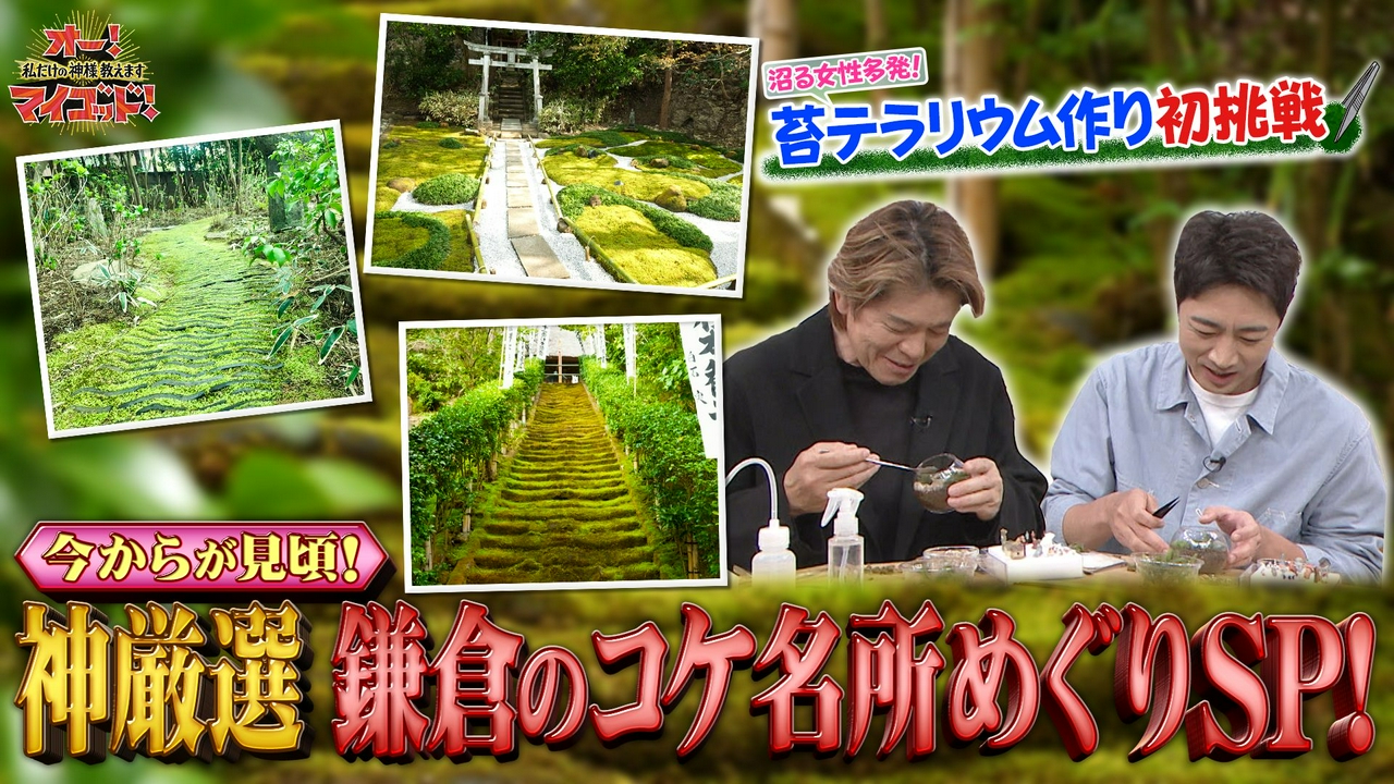 鎌倉でもののけ姫探し 知られざる苔の世界