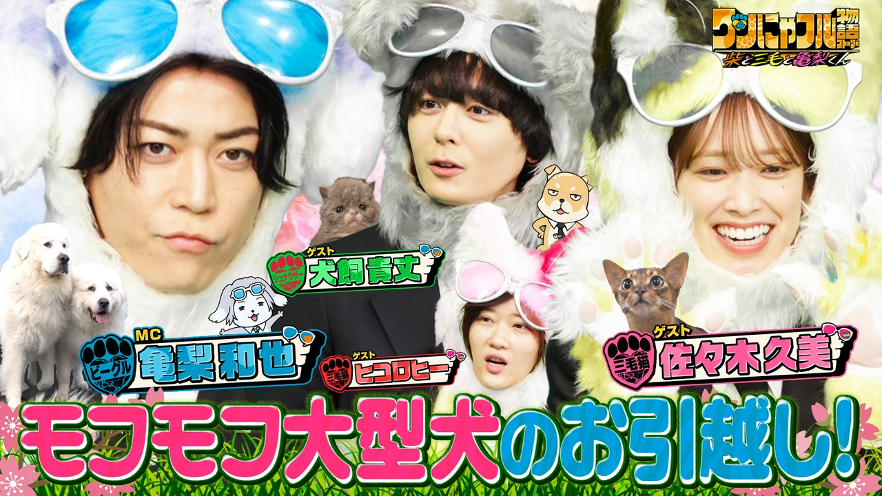 MC：亀梨和也！春のモフモフ祭★保護大型犬！6匹大家族＆くるくる毛猫