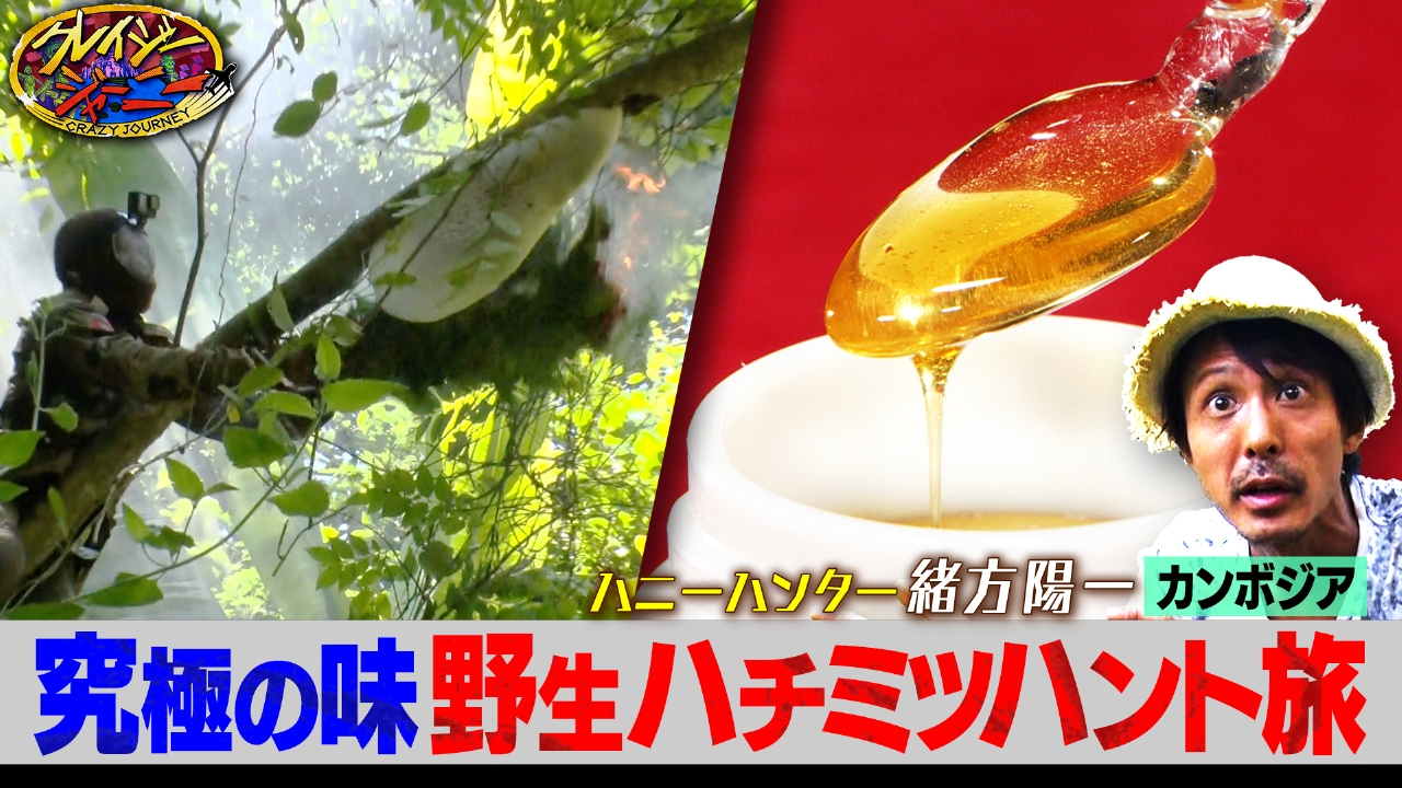 ジャングルのお宝★究極の野生のハチミツ探し！カンボジア旅