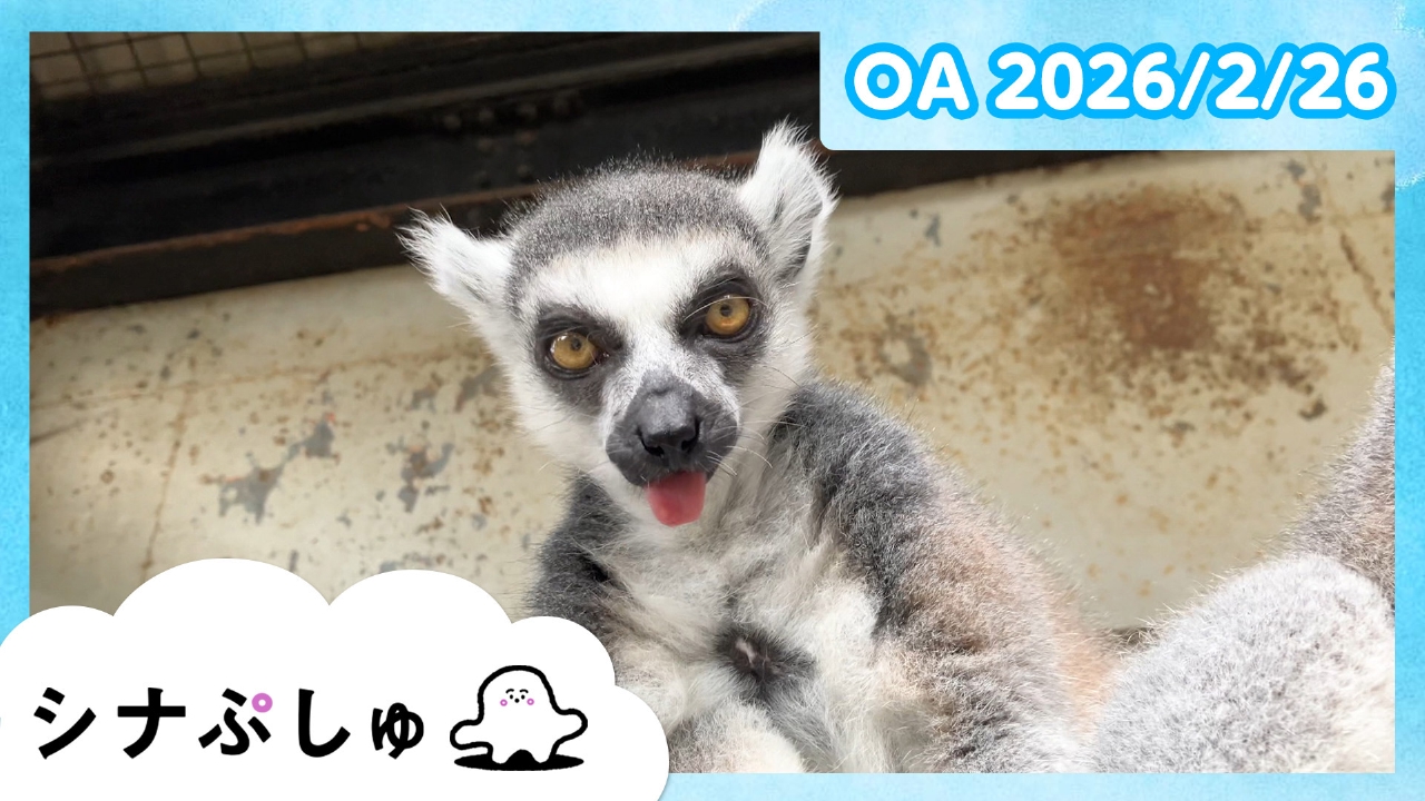 シナぷしゅ公式26/02/26