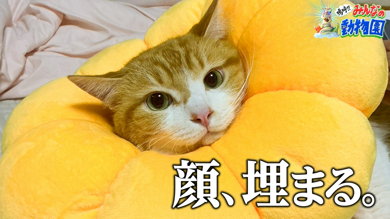 譲渡会まであと8日!みりちゃむシャー猫たくあんを初抱っこ
