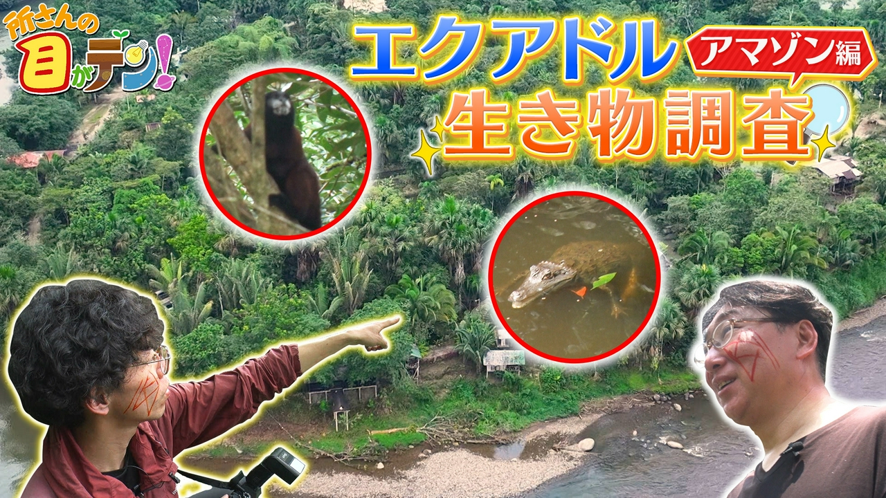 TokyoBugBoysが南米エクアドルのアマゾンで生き物ウォッチング!