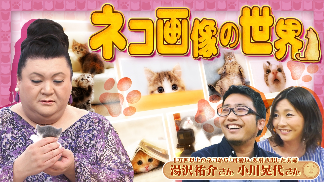 後半「ネコ画像の世界」