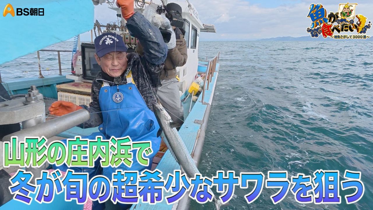 脂たっぷりのサワラにサメが出現!? 果たして？