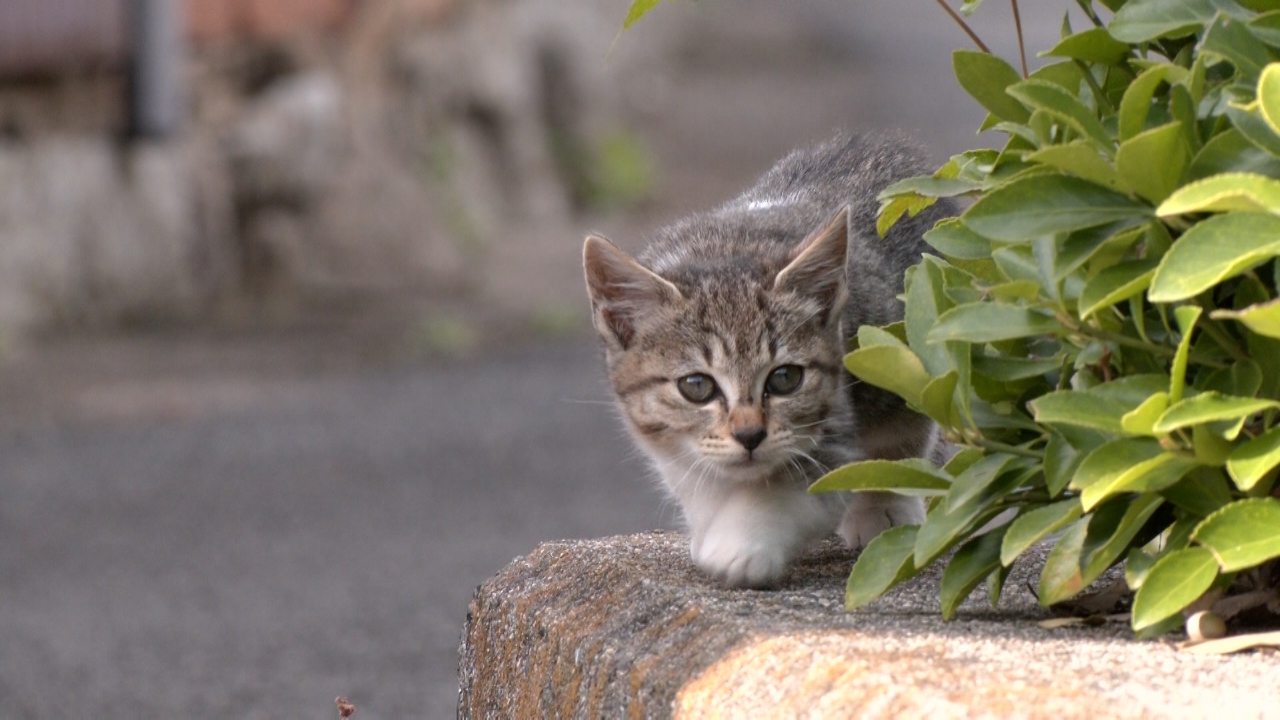 冬の猫島でニャンコを激写！猫の隣で読書ができる街の本屋さんを紹介！